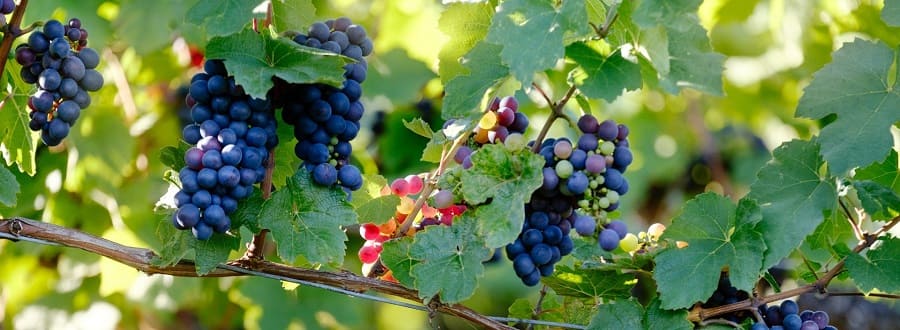 quả nho trong tiếng anh là gì?